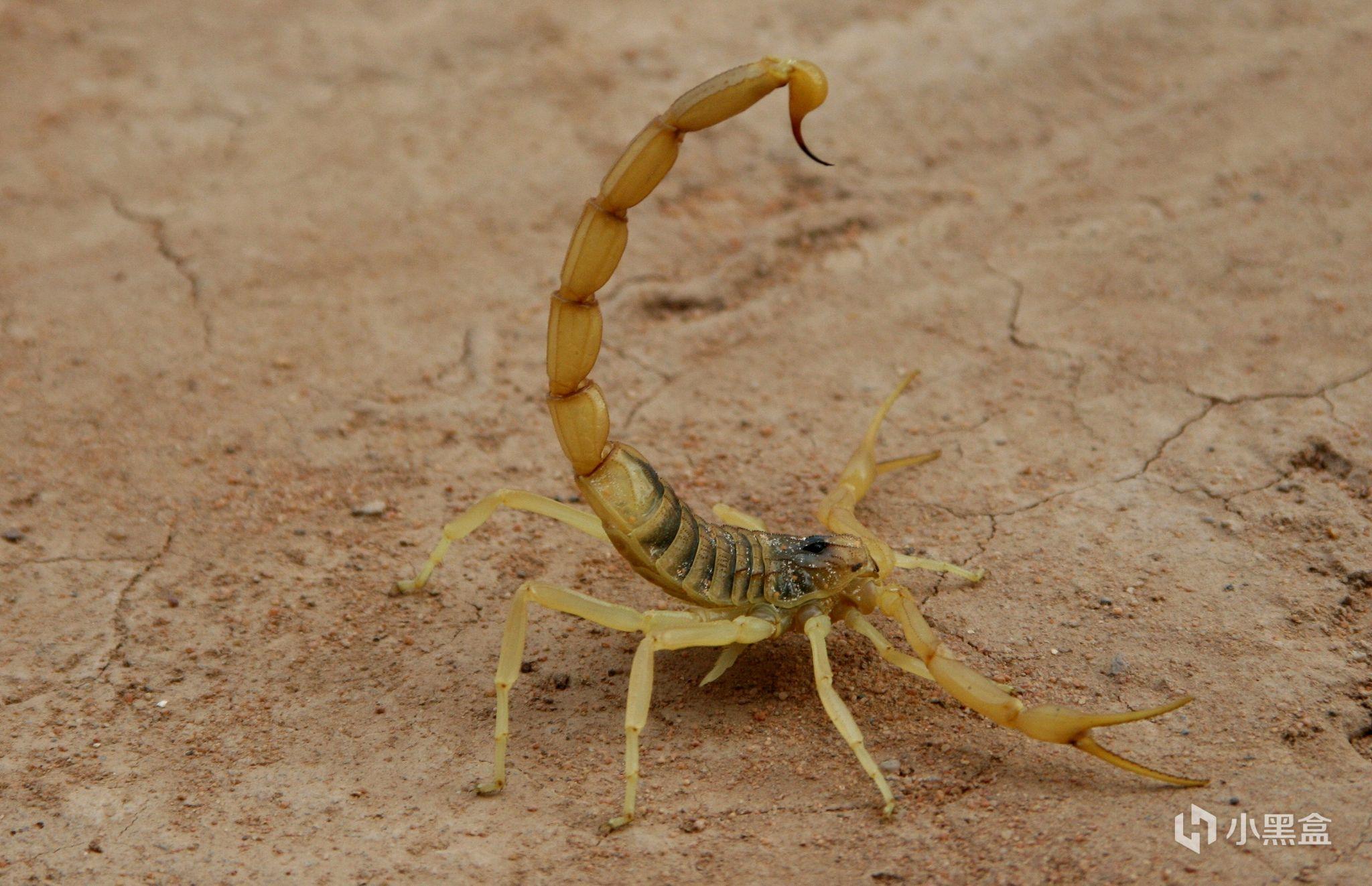 花钱找蝎子蛰，甚至将蝎子当香烟，巴基斯坦人为啥如此钟爱毒蝎子 - 哔哩哔哩