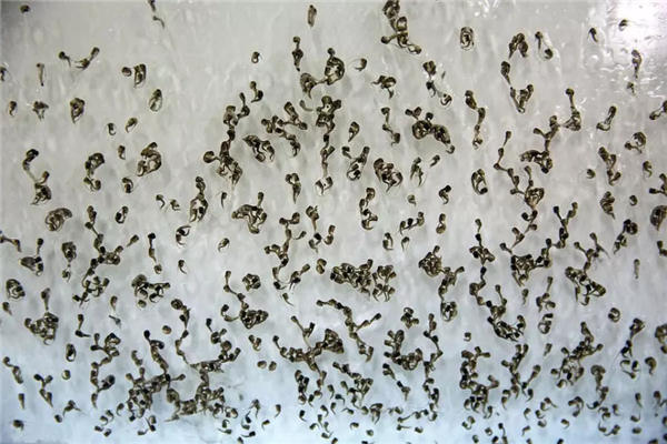 蚊子的蛹长什么样子图片