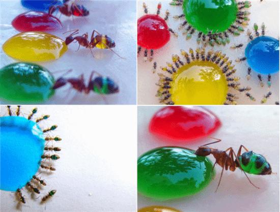 米其林餐廳用螞蟻做甜品！一口爆漿全是花蜜