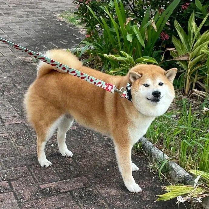 世界上最棒的表情包小狗“Cheems”離開了……