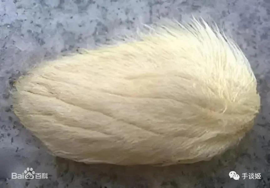 芒果为什么成为了当代热门宠物？